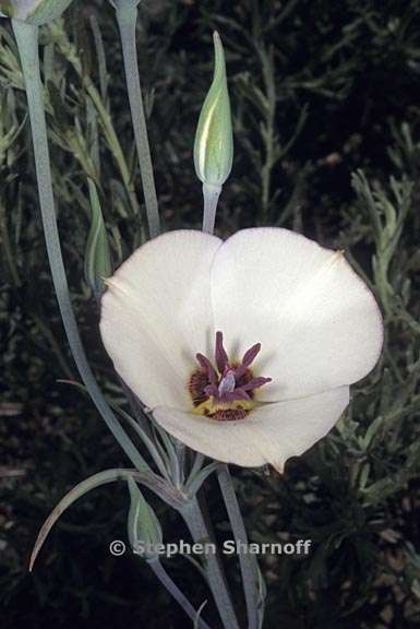 calochortus invenustus 1 graphic